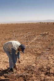 Image du Maroc Professionnelle de  Des ouvriers s'activent à la mise en place d’un système moderne d'arrosage qui laisse passer l’eau petit à petit, dit "goutte à goutte" dans une nouvelle ferme où l’on procède à la plantation d'orangers à Chichaoua, Mardi 27 Février 2007. (Photo / Abdeljalil Bounhar)